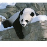 a-panda-rests-in-the-snow-at-the-national-zoo-in-washington-dc-photographic-print-c118907991