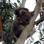 Koalas du Sud
